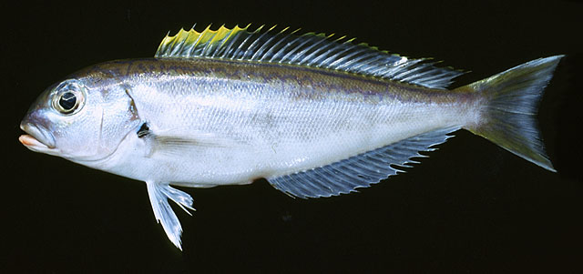 黑线茎方头鱼(Caulolatilus cyanops)