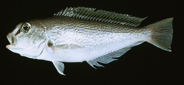 沃氏茎方头鱼(Caulolatilus guppyi)