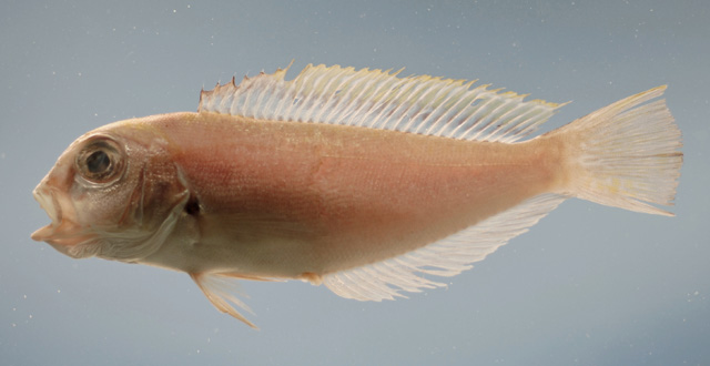 中间茎方头鱼(Caulolatilus intermedius)