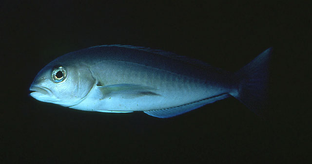 大洋茎方头鱼(Caulolatilus princeps)