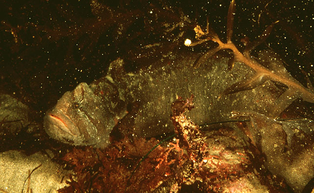 紫堇猿鳚(Cebidichthys violaceus)