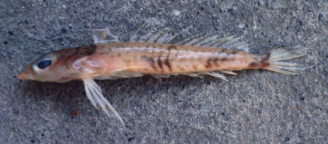 栗色粗棘蜥䲗(Centrodraco insolitus)