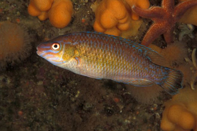 小口棘隆头鱼(Centrolabrus exoletus)