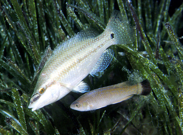 黑扁隆头鱼(Centrolabrus melanocercus)