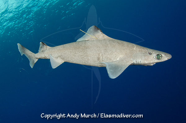 颗粒刺鲨(大西洋刺鲨)(Centrophorus granulosus)