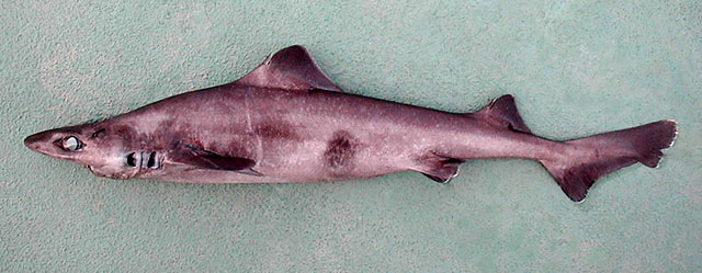 低鳍刺鲨(Centrophorus lusitanicus)