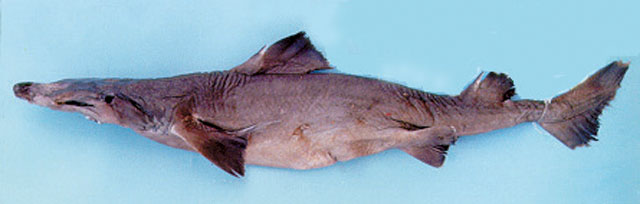 塞舌耳刺鲨(Centrophorus seychellorum)