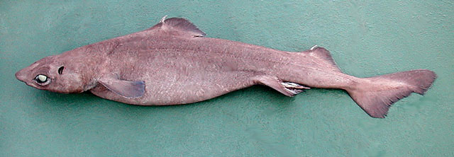 叶鳞刺鲨(Centrophorus squamosus)