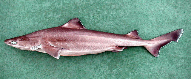 同齿刺鲨(Centrophorus uyato)