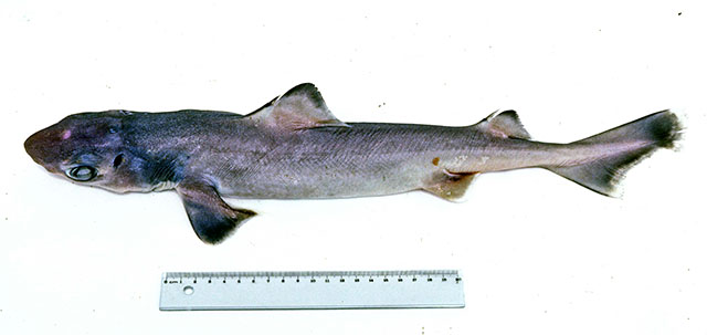齐氏刺鲨(Centrophorus zeehaani)