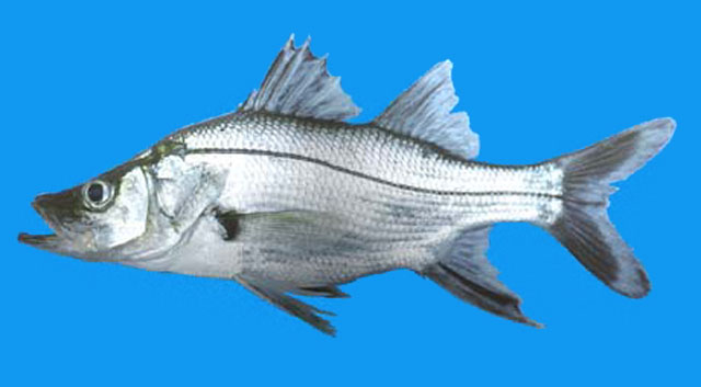 强锯盖鱼(Centropomus armatus)