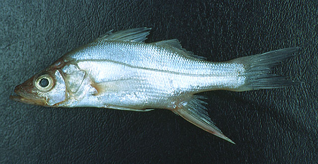 小锯盖鱼(Centropomus parallelus)