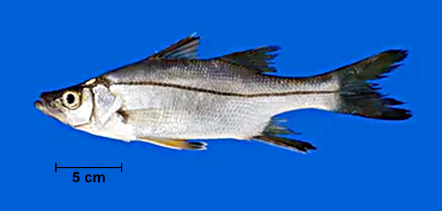 栉锯盖鱼(Centropomus pectinatus)