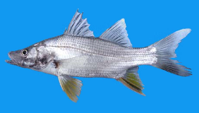 罗巴锯盖鱼(Centropomus robalito)