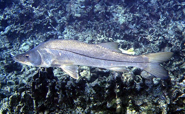 锯盖鱼(Centropomus undecimalis)