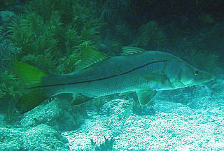 尤尼锯盖鱼(Centropomus unionensis)