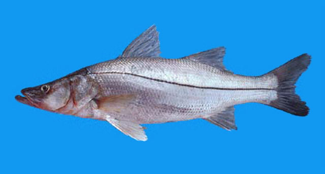 青锯盖鱼(Centropomus viridis)