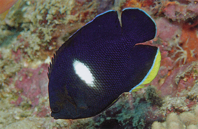白斑刺尻鱼(Centropyge tibicen)