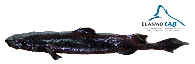 长尾霞鲨(Centroscyllium granulatum)