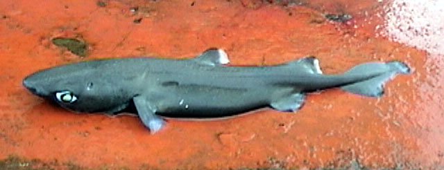 乌霞鲨(Centroscyllium nigrum)