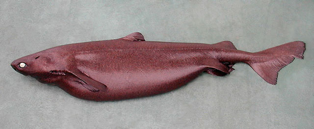 腔鳞荆鲨(Centroscymnus coelolepis)