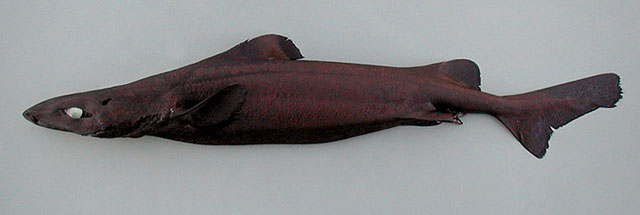 长吻荆鲨(Centroscymnus crepidater)