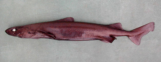 欧氏荆鲨(Centroscymnus owstonii)