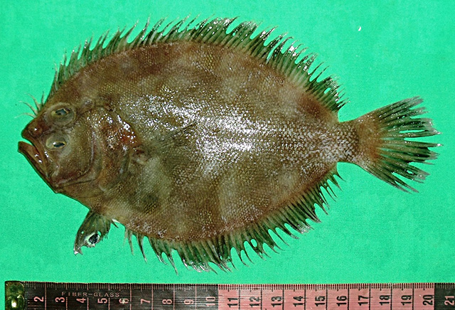 腹睛头棘鲆(Cephalopsetta ventrocellatus)