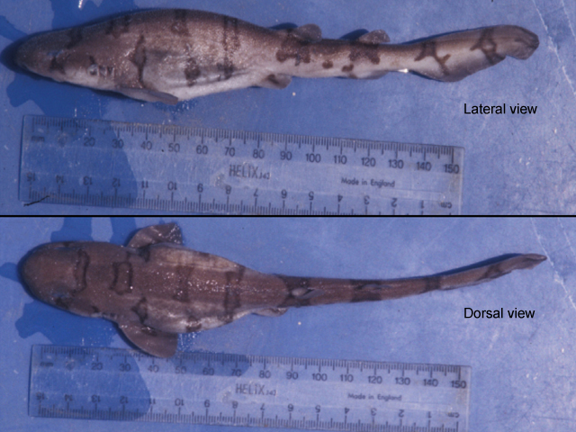 网纹绒毛鲨(Cephaloscyllium fasciatum)