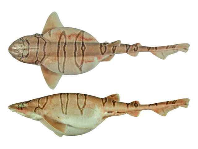 喜斗绒毛鲨(Cephaloscyllium hiscosellum)
