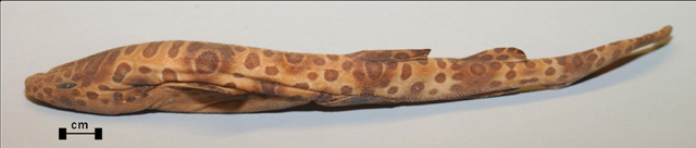 沙捞越绒毛鲨(Cephaloscyllium sarawakensis)