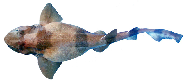赛氏绒毛鲨(Cephaloscyllium silasi)