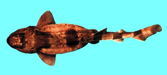 阴影绒毛鲨(Cephaloscyllium umbratile)