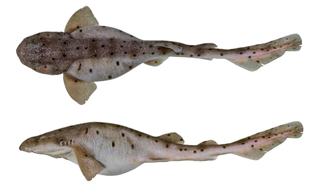 鞍斑绒毛鲨(Cephaloscyllium variegatum)