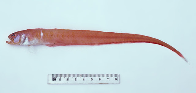 澳洲赤刀鱼(Cepola australis)