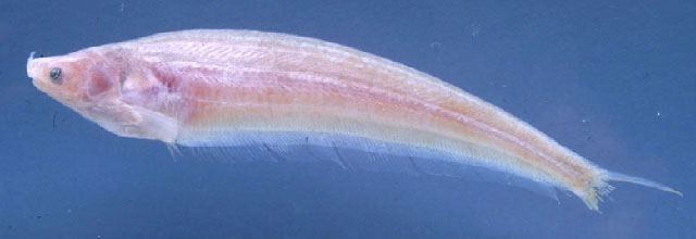 硬角鲇(Ceratoglanis scleronema)