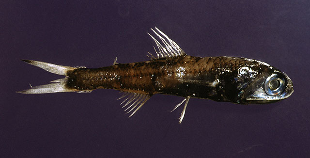 马德拉角灯鱼(Ceratoscopelus maderensis)