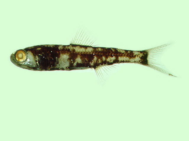 瓦明氏角灯鱼(Ceratoscopelus warmingii)