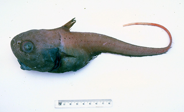 鲸尾鳕(Cetonurus crassiceps)