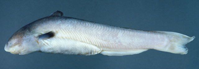 凹尾鲸鲇(Cetopsis candiru)