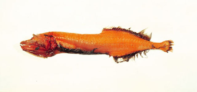 雷根氏拟鲸口鱼(Cetostoma regani)