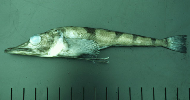 鸭嘴裂头冰鱼(Chaenocephalus aceratus)