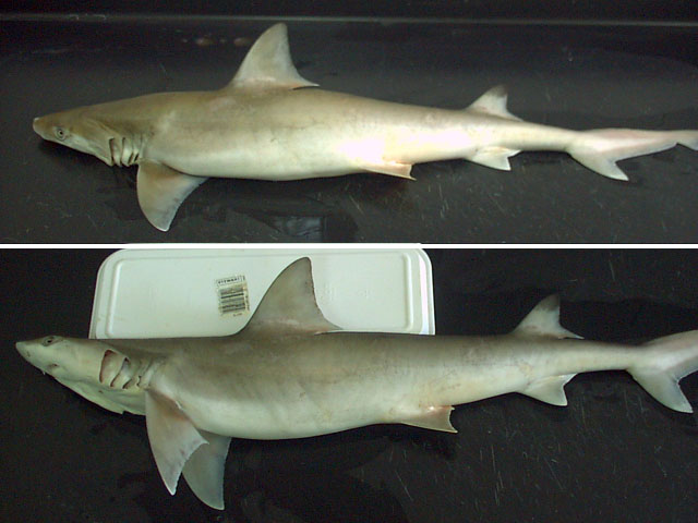 大口尖齿鲨(Chaenogaleus macrostoma)