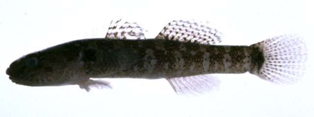 尾纹裸头虾虎(Chaenogobius annularis)