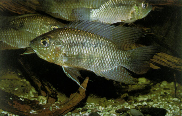黄鬃鳃鱼(Chaetobranchus flavescens)