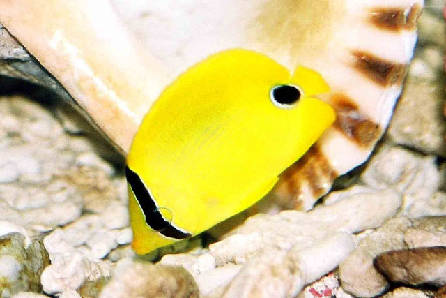 安达曼岛蝴蝶鱼(Chaetodon andamanensis)