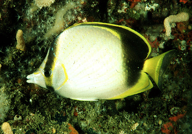 加氏蝴蝶鱼(Chaetodon gardineri)