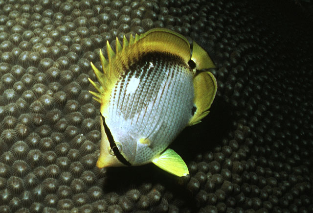 黑背蝴蝶鱼(Chaetodon melannotus)