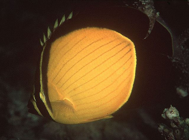 黑鳍蝴蝶鱼(Chaetodon melapterus)