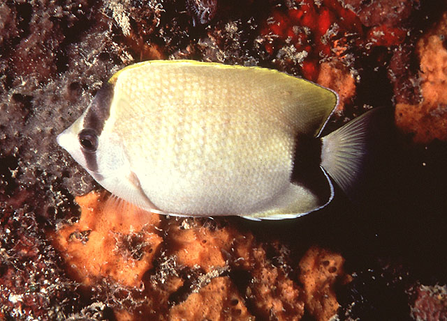 礁蝴蝶鱼(Chaetodon sedentarius)